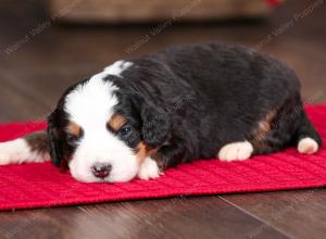 tri-colored female mini bernedoodle near Chicago Illinois