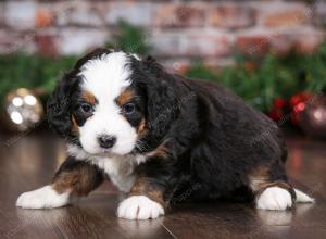 tri-colored female mini bernedoodle near Chicago Illinois