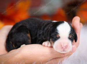 tri-colored female mini bernedoodle near Chicago Illinois