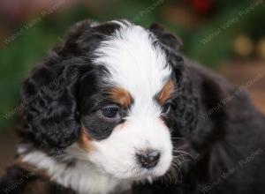 tri-colored female mini bernedoodle near Chicago Illinois