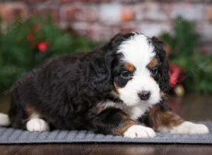 tri-colored female mini bernedoodle near Chicago Illinois