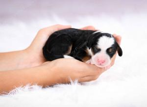 tri-colored female mini bernedoodle near Chicago Illinois