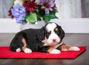 tri-colored male mini bernedoodle near Chicago Illinois