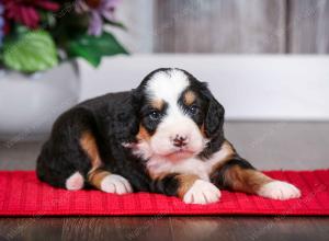 tri-colored male mini bernedoodle near Chicago Illinois