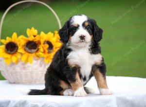 tri-colored male mini bernedoodle near Chicago Illinois