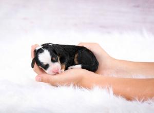 tri-colored female mini bernedoodle near Chicago Illinois