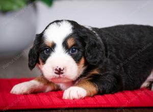 tri-colored male mini bernedoodle near Chicago Illinois