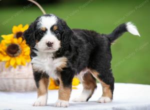 tri-colored male mini bernedoodle near Chicago Illinois