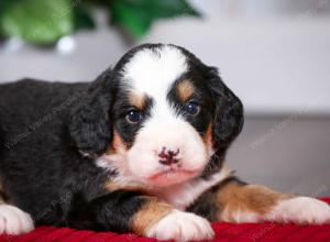 tri-colored male mini bernedoodle near Chicago Illinois