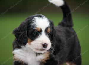 tri-colored male mini bernedoodle near Chicago Illinois