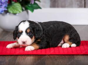 tri-colored male mini bernedoodle near Chicago Illinois