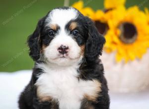 tri-colored male mini bernedoodle near Chicago Illinois