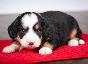 tri-colored male mini bernedoodle near Chicago Illinois