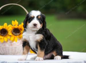 tri-colored male mini bernedoodle near Chicago Illinois