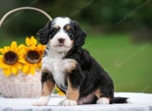 tri-colored male mini bernedoodle near Chicago Illinois