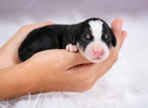 tri-colored female mini bernedoodle near Chicago Illinois