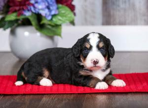 tri-colored female mini bernedoodle near Chicago Illinois