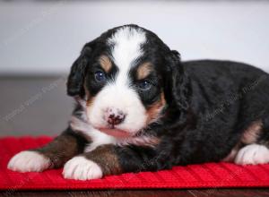 tri-colored female mini bernedoodle near Chicago Illinois