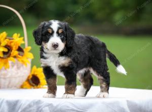 tri-colored female mini bernedoodle near Chicago Illinois