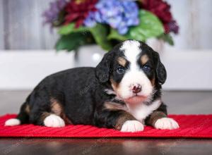 tri-colored female mini bernedoodle near Chicago Illinois