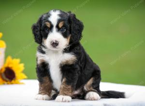 tri-colored female mini bernedoodle near Chicago Illinois