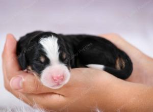 tri-colored female mini bernedoodle near Chicago Illinois