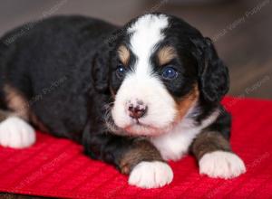 tri-colored female mini bernedoodle near Chicago Illinois