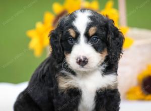 tri-colored female mini bernedoodle near Chicago Illinois