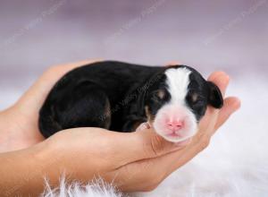 tri-colored female mini bernedoodle near Chicago Illinois