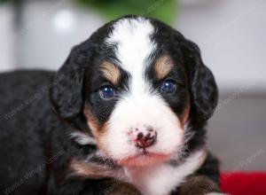 tri-colored female mini bernedoodle near Chicago Illinois