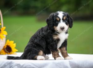 tri-colored female mini bernedoodle near Chicago Illinois