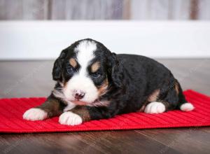 tri-colored female mini bernedoodle near Chicago Illinois