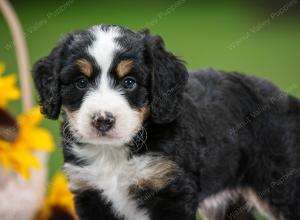 tri-colored female mini bernedoodle near Chicago Illinois