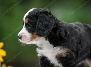 tri-colored female mini bernedoodle near Chicago Illinois