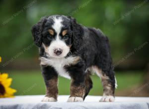 tri-colored female mini bernedoodle near Chicago Illinois