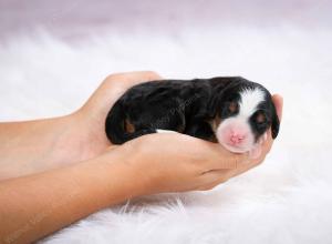 tri-colored female mini bernedoodle near Chicago Illinois