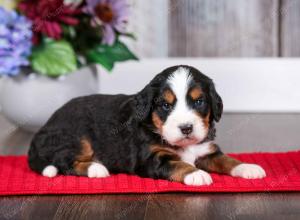 tri-colored male mini bernedoodle near Chicago Illinois