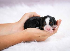 tri-colored female mini bernedoodle near Chicago Illinois