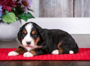 tri-colored male mini bernedoodle near Chicago Illinois