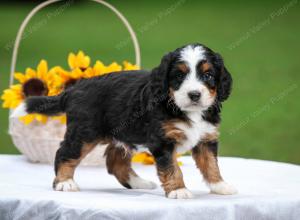 tri-colored male mini bernedoodle near Chicago Illinois