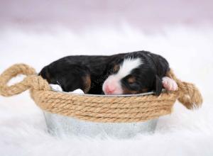 tri-colored female mini bernedoodle near Chicago Illinois