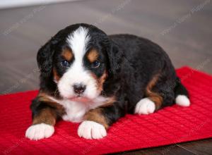 tri-colored male mini bernedoodle near Chicago Illinois