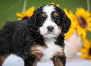 tri-colored male mini bernedoodle near Chicago Illinois