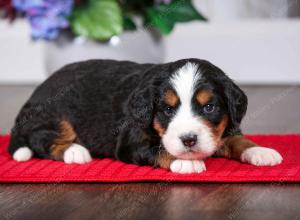 tri-colored male mini bernedoodle near Chicago Illinois