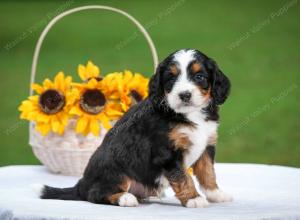 tri-colored male mini bernedoodle near Chicago Illinois