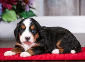 tri-colored male mini bernedoodle near Chicago Illinois