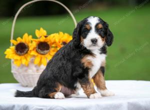 tri-colored male mini bernedoodle near Chicago Illinois