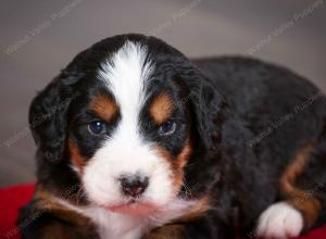 tri-colored male mini bernedoodle near Chicago Illinois