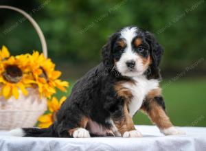 tri-colored male mini bernedoodle near Chicago Illinois