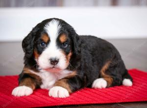 tri-colored male mini bernedoodle near Chicago Illinois